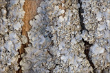 Punctelia subrudecta image