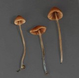 Conocybe cyanopus image