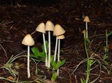 Conocybe apala image