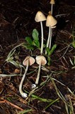 Conocybe apala image
