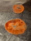 Conocybe apala image