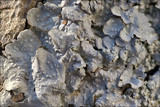 Punctelia subrudecta image