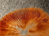 Conocybe apala image