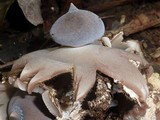 Geastrum pectinatum image