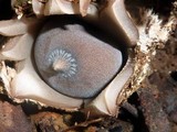 Geastrum pectinatum image