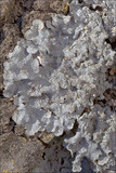 Punctelia subrudecta image