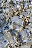 Punctelia subrudecta image