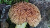 Boletus hortonii image