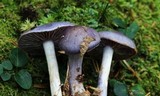 Cortinarius iodes image