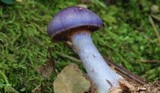 Cortinarius iodes image