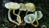 Hypholoma subviride image