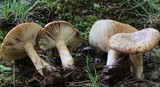 Lactarius speciosus image