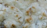 Postia fragilis image
