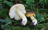 Tricholoma sejunctum image
