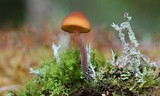 Gymnopilus bellulus image