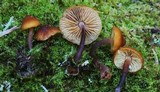 Gymnopilus bellulus image