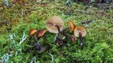 Gymnopilus bellulus image