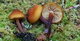 Gymnopilus bellulus image