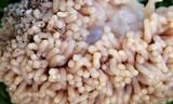 Tubulifera arachnoidea image