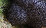 Tubulifera arachnoidea image
