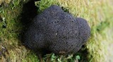 Tubulifera arachnoidea image