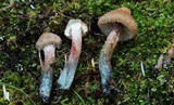 Inocybe hirsuta var. maxima image
