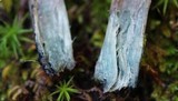 Inocybe hirsuta var. maxima image