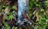 Inocybe hirsuta var. maxima image