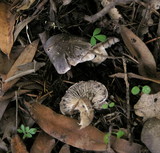 Tricholoma terreum image
