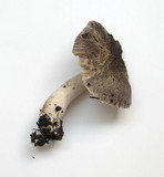 Tricholoma terreum image