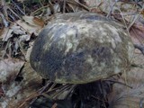 Leccinum snellii image