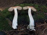 Leccinum snellii image