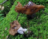 Gyromitra infula image