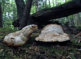 Postia fragilis image