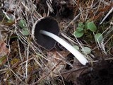 Coprinopsis gonophylla image