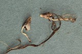 Coprinopsis phaeospora image