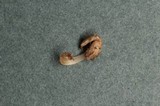 Coprinopsis phaeospora image