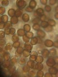 Coprinopsis phaeospora image