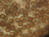 Coprinopsis phaeospora image