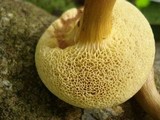 Bothia castanella image