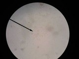 Bothia castanella image