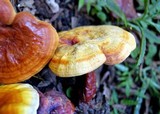Ganoderma curtisii image
