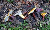 Ganoderma curtisii image