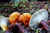 Ganoderma curtisii image
