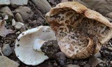 Inocybe fraudans image