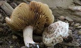 Inocybe fraudans image