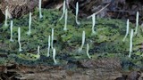 Multiclavula mucida image