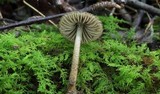 Entoloma nodosporum image