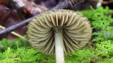 Entoloma nodosporum image