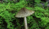 Entoloma nodosporum image